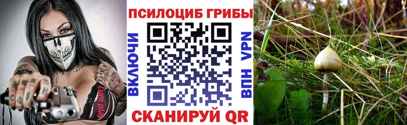 купить   Электрогорск  Псилоцибиновые грибы Magic Shrooms 